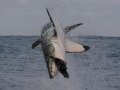 Shark Breaching False Bay Morning Trip